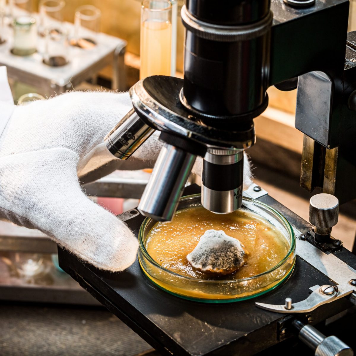 Chemical laboratory during the mold test. Practical chemistry classes.