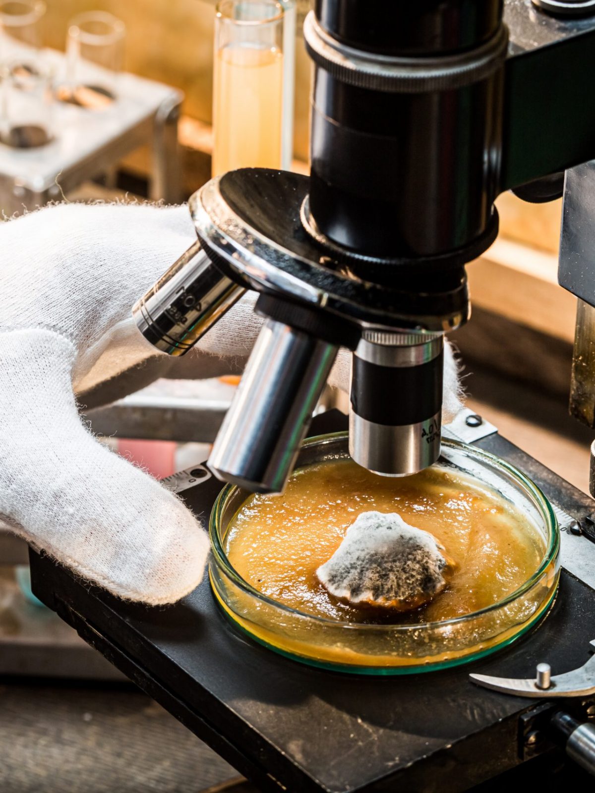 Chemical laboratory during the mold test. Practical chemistry classes.